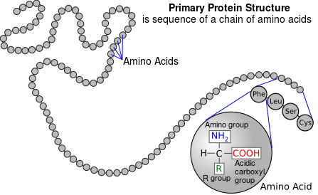 447px-Protein_primary_structure.png