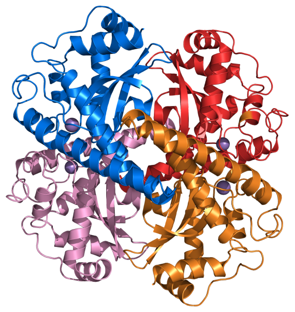 Superoxide_dismutase_2_PDB_1VAR.png
